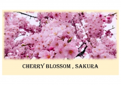 Cherry blossom, Sakura